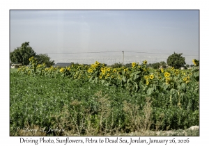 2026-01-26#4655 Driving Photo, Sunflowers, Petra to Dead Sea, Jordan