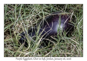 2026-01-26#4659 Solanum melongena - Purple Eggplant, Ghor es-Safi, Jordan
