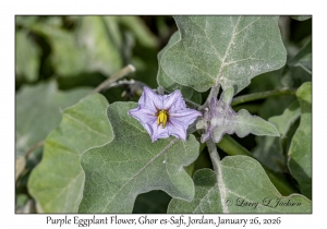 2026-01-26#4661 Solanum melongena - Purple Eggplant, Ghor es-Safi, Jordan