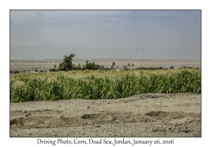 2026-01-26#4684 Driving Photo, Corn, Dead Sea, Jordan