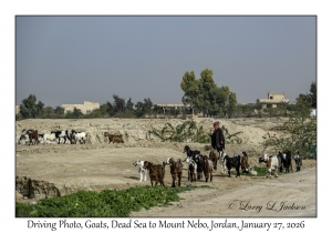 2026-01-27#4781 Driving Photo, Goat, Dead Sea to Mt Nebo, Jordan