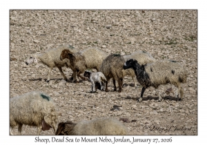 2026-01-27#4792 Sheep, Dead Sea to Mt Nebo, Jordan