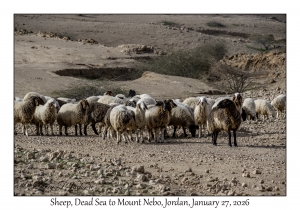 2026-01-27#4793 Sheep, Dead Sea to Mt Nebo, Jordan