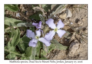2026-01-27#4799 Matthiola sp, Dead Sea to Mt Nebo, Jordan