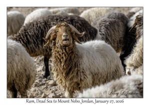 2026-01-27#4806 Ram, Dead Sea to Mt Nebo, Jordan