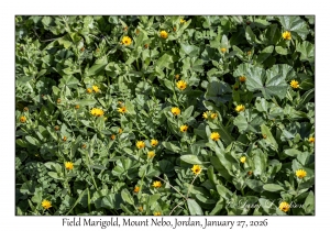 2026-01-27#4817 Calendula arvensis - Field Marigold, Mt Nebo, Jordan