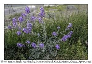 Three-horned Stock