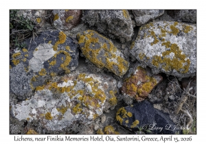 Lichens