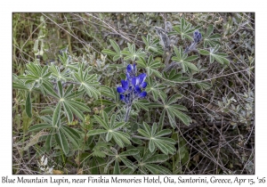 Blue Mountain Lupin