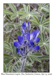 Blue Mountain Lupin