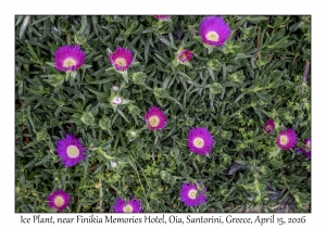 Ice Plant