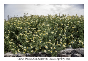 Crown Daisies