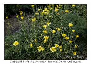 Goatsbeard