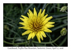 Goatsbeard