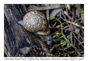 Chocolate-band Snail