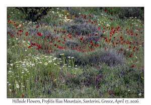 Hillside Flowers