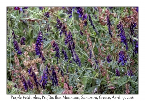 Purple Vetch plus