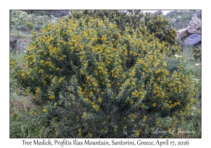 Tree Medick