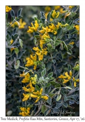 Tree Medick