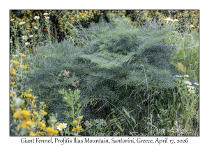 Giant Fennel