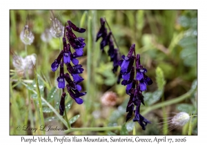 Purple Vetch