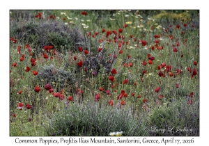 Common Poppy