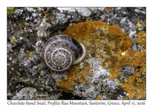 Chocolate-band Snail