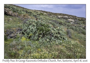 Prickly Pear