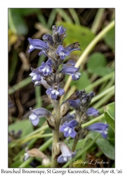Branched Broomrape