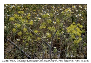 Giant Fennel