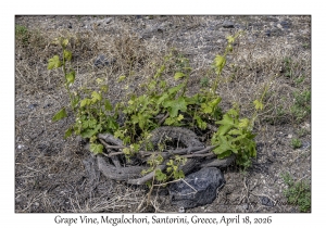 Grape Vine