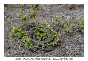 Grape Vine