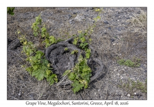 Grape Vine