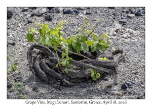 Grape Vine