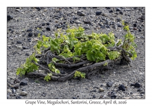 Grape Vine