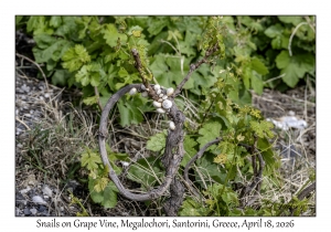 Snails on Grape Vine