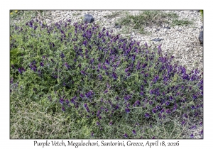 Purple Vetch