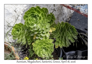 Aeonium species