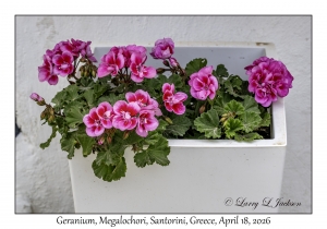 Geranium