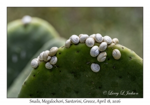 Snails