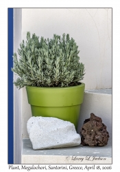 Plant