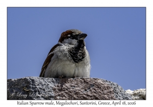 Italian Sparrow male