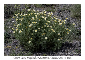 Crown Daisies