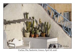 Cactus