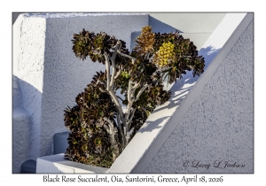 Black Rose Succulent
