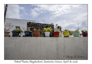 Potted Plants