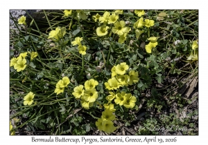 Bermuda Buttercup