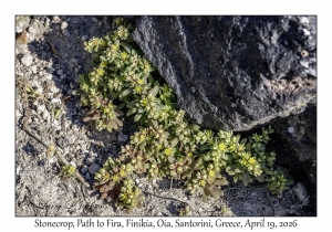 2026-04-19#5391 Sedum litoreum - Stonecrop, Path to Fira, Finikia, Oia, Santorini, Greece