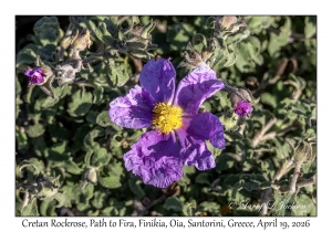 2026-04-19#5393 Cistus creticus - Cretan Rockrose, Path to Fira, Finikia, Oia, Santorini, Greece