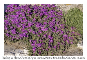 2026-04-19#5405 Lampranthus spectabilis - Trailing Ice Plant, Chapel of Agios Ioannis, Path to Fira, Finikia, Oia, Santorini, Greece